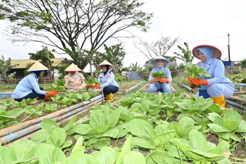 Lanud Husein Sastranegara mendukung ketahanan pangan pemenuhan gizi dengan melaksanakan panen tanaman pakcoy