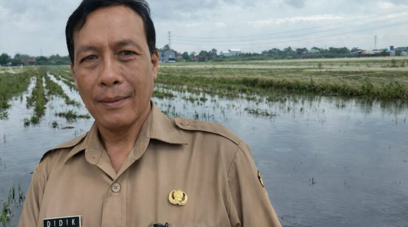 Sawah Inpari 32 dan Padi Ketan di Kudus Terancam Rusak Akibat Banjir