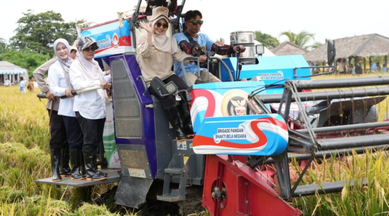 Varietas PS-08 Dikembangkan di Pandeglang, Produktivitas Capai 12 Ton per Hektare