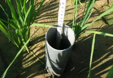 Kementan Andalkan AWD, Efisiensi Irigasi Hingga 20 Persen Hadapi El Nino Ekstrem Kementan Andalkan AWD, Efisiensi Irigasi Hingga 20 Persen Hadapi El Nino Ekstrem