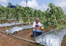 Lahan 4 Hektar di Cileles Hasilkan Melon Premium, Panen Perdana Dijadwalkan Mei 2026