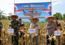 Kelompok Tani Manunggal Catat Produktivitas Jagung 8,11 Ton per Hektare Kelompok Tani Manunggal Catat Produktivitas Jagung 8,11 Ton per Hektare
