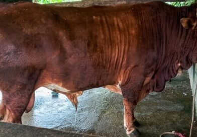 Pandeglang Suplai Sapi Kurban Presiden Berstandar Nasional untuk Iduladha 2026