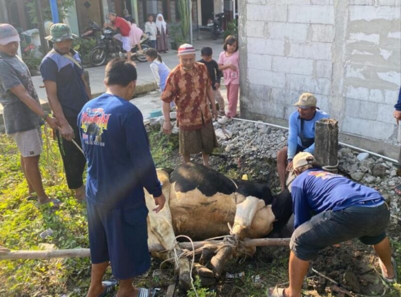 SEMBELIH QURBAN-Tampak panitia sedang menyembelihan Hewan Qurban Sapi dan Kambing. (Foto Ist).