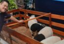 Program Kurban UPZ IKA Unpad Dorong Pemberdayaan Peternak Domba di Jawa Barat