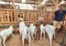 Iduladha 2026, Jumlah Sapi Kurban di Lampung Tembus Hampir 25 Ribu Ekor Iduladha 2026, Jumlah Sapi Kurban di Lampung Tembus Hampir 25 Ribu Ekor