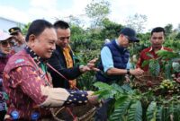 Gubernur Lampung  bersama Wakil Bupati Lampung Barat memetik buah kopi saat meninjau Kebun Induk Hanakau di Kecamatan Sukau, Kabupaten Lampung Barat
