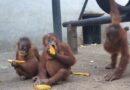 Riset Kementerian Kehutanan: Populasi Orangutan Sumatera Turun 19,5 Persen sejak 2011 Riset Kementerian Kehutanan: Populasi Orangutan Sumatera Turun 19,5 Persen sejak 2011