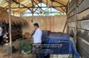Petugas Ditreskrimsus Polda Banten melakukan pengecekan menyeluruh di dalam bangunan yang diduga menjadi tempat penyimpanan BBM di Citangkil, Kota Cilegon, Senin (28/9/2026).