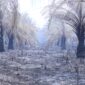 Pemandangan memprihatinkan dari lahan perkebunan sawit di kawasan Talang Jambe yang hangus terbakar akibat Kebakaran Hutan dan Lahan (Karhutla).